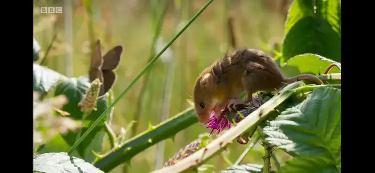 Harvest mouse (Micromys minutus) as shown in Planet Earth II - Grasslands